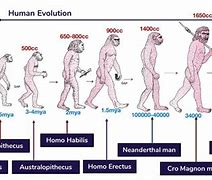 Image result for Stages of Human Evolution Timeline