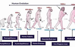 Image result for Human Evolution Chart with Years