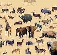 Image result for Most Popular Wild Animals