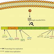 Image result for RNA Genome