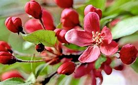 Image result for Flowering Crabapple Tree