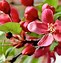 Image result for Crab Apple Tree Blossoms