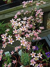 Image result for Saxifraga ‘Hare Knoll Beauty’