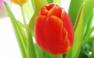 Image result for czerwony_tulipan