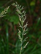 Calamagrostis arundinacea (=Anemanthele) に対する画像結果