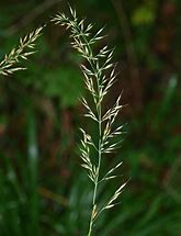 Image result for calamagrostis_arundinacea