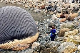 Image result for Whale Carcass