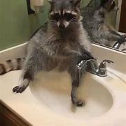 Image result for Soapy Raccoon Meme