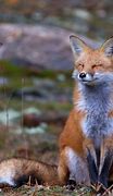 Image result for Fox in Forest iPhone Wallpaper