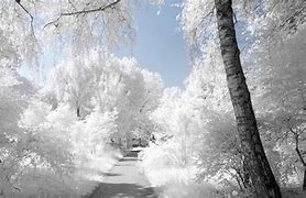 Image result for White Tree Wallpaper 1920X1080 JPEG