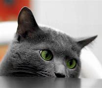 Image result for British Shorthair with Green Eyes