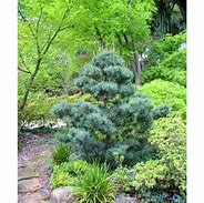 Image result for Pinus parviflora Glauca