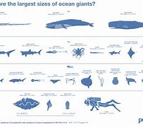 Image result for Biggest Animal of All Time