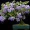 Image result for wisteria vines