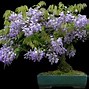 Image result for Chinese Wisteria