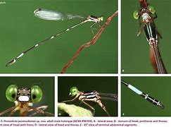 Image result for co_to_znaczy_zygoptera