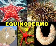 Image result for equinodermo