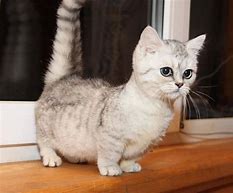 Image result for Cute Scottish Fold Munchkin Cats