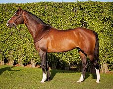 Image result for Thoroughbred