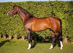 Image result for Thoroughbred