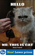 Image result for Cat Answering Phone Meme