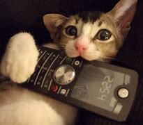 Image result for Cat with Phone Marking