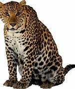 Image result for Cheetah Print Background Aesthetic