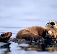 Image result for Microsoft Bing Wallpaper Otters
