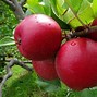 Image result for Apple Orchard Buildings