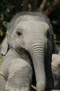 Image result for Cute Baby Elephants
