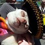 Image result for Chihuahua in Sombrero and Boots