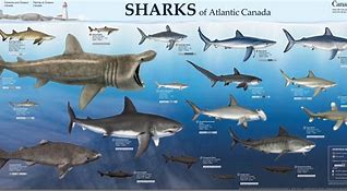 Image result for All Sharks in the World