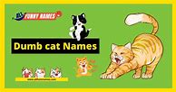Image result for Dumb Cat Names