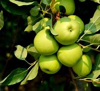 Image result for Green Apple Tree Varieties