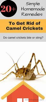 Image result for Camelback Cricket