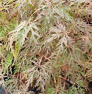 Acer palmatum Orangeola に対する画像結果