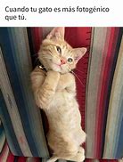 Image result for Memes De Gatos Chistosos