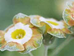 Image result for Primula auricula Lintz