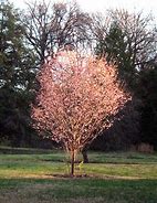Image result for Prunus subhirtella Autumnalis Rosea