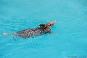 Image result for Armadillo Swimming