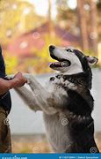 Image result for Dog Dancing with Owner