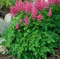 Image result for Astilbe Verscarmine ® (YOUNIQUE CARMINE)