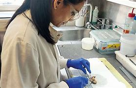 Image result for Scientist Dissecting