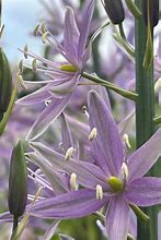 Image result for Camassia Violet Candle