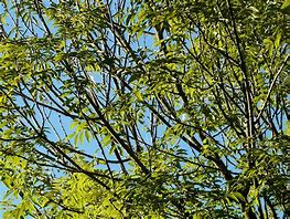 Image result for Ash Tree Branches