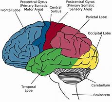 Image result for Memory Center in Brain