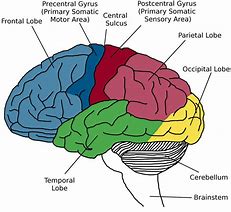 Image result for What Part of the Brain Stores Memory