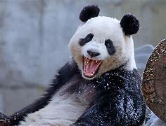 Image result for Happy Panda