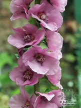 Image result for Verbascum Pink Domino