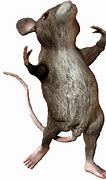 Image result for New York Animation Rats